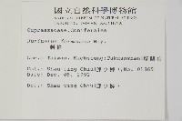 刺柏藏品圖，第2張