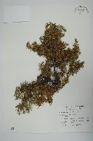 刺柏藏品圖，第1張