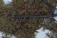 刺柏藏品圖，第3張