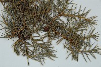 刺柏藏品圖，第4張