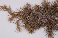 刺柏藏品圖，第3張