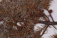 刺柏藏品圖，第4張