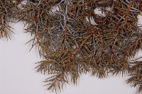 刺柏藏品圖，第5張