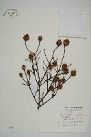 臺灣鐵杉藏品圖，第1張