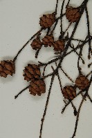 臺灣鐵杉藏品圖，第3張