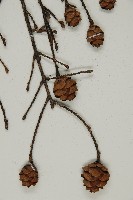 臺灣鐵杉藏品圖，第4張