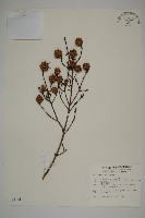 臺灣鐵杉藏品圖，第1張