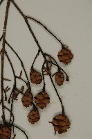 臺灣鐵杉藏品圖，第3張