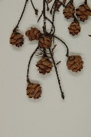 臺灣鐵杉藏品圖，第4張