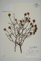 臺灣鐵杉藏品圖，第1張