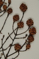 臺灣鐵杉藏品圖，第3張