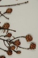 臺灣鐵杉藏品圖，第4張