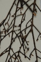 臺灣鐵杉藏品圖，第5張