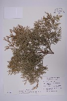 台灣肖楠藏品圖，第1張