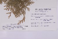 台灣肖楠藏品圖，第2張