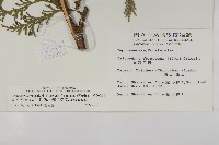 台灣肖楠藏品圖，第2張