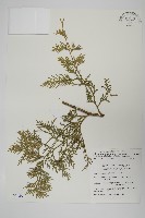 台灣肖楠藏品圖，第1張