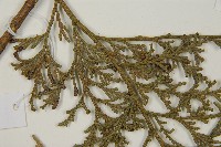 台灣肖楠藏品圖，第4張