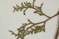 台灣肖楠藏品圖，第5張