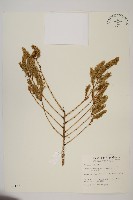 臺灣雲杉藏品圖，第1張