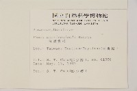 臺灣雲杉藏品圖，第2張