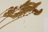 臺灣雲杉藏品圖，第3張