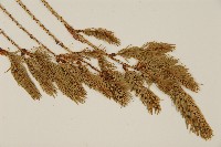 臺灣雲杉藏品圖，第4張