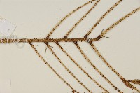 臺灣雲杉藏品圖，第5張