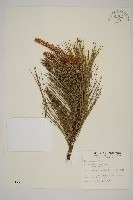 臺灣二葉松藏品圖，第1張
