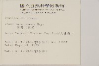 臺灣二葉松藏品圖，第2張