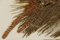 臺灣二葉松藏品圖，第3張