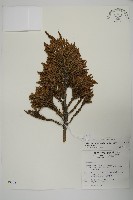 香青藏品圖，第1張