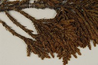 香青藏品圖，第3張