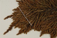 香青藏品圖，第4張