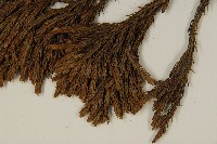 香青藏品圖，第5張