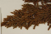 香青藏品圖，第3張