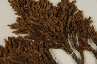 香青藏品圖，第5張