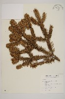 臺灣冷杉藏品圖，第1張