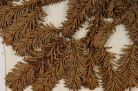 臺灣冷杉藏品圖，第3張