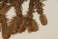 臺灣冷杉藏品圖，第4張