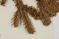 臺灣冷杉藏品圖，第5張