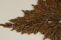 香青藏品圖，第3張