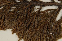 香青藏品圖，第4張