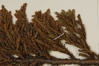 香青藏品圖，第5張