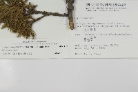 香青藏品圖，第2張