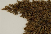 香青藏品圖，第3張