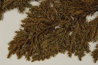 香青藏品圖，第4張