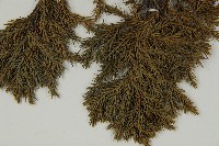 香青藏品圖，第5張