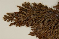 香青藏品圖，第3張