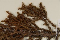 香青藏品圖，第4張